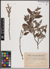 Foto von Salix aurita L. x Salix cinerea L.
